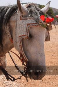 Festivités du cinquantenaire de l\'indépendance de l\'Algérie à Tlemcen, défilé, feux d\'artifices et fantasia au programme