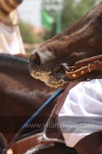 Festivités du cinquantenaire de l\'indépendance de l\'Algérie à Tlemcen, défilé, feux d\'artifices et fantasia au programme