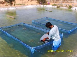 19.L’ensemencement les géniteurs sur les filets