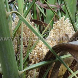 Les palmiers dattiers des Canaries du jardin de Sousse au secours des abeilles