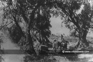 Vieille photo de Tlemcen