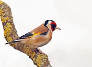 Ouyahia a signé un décret exécutif protégeant cet oiseau: Saisie de 500 chardonnerets élégants à Guelma