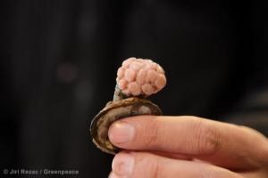 Planète - Deux bateaux, une mission: sauver l'Arctique