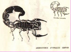 Le scorpion fait 4 morts à Ouargla