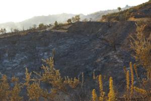 A Tizi Ouzou, les vergers partis en fumée