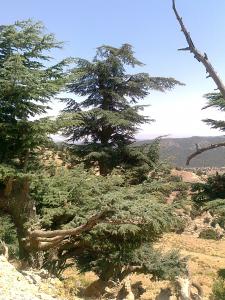 cèdre des Aures