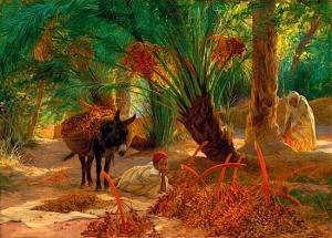 cueillette des dattes a biskra