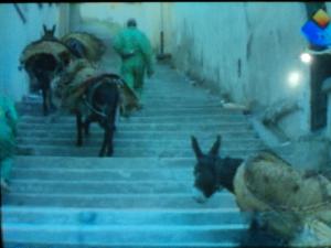 LES ANES SONT TOUJOURS ACTIFS ET SILLONNENT TOUJOURS LES ROUTES ET LES ESCALIERS DE LA CASBAH D' ALGER POUR RAMASSER LES ORDURES MENAGERES.