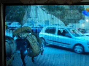 LES ANES SONT TOUJOURS ACTIFS ET SILLONNENT TOUJOURS LES ROUTES ET LES ESCALIERS DE LA CASBAH D' ALGER POUR RAMASSER LES ORDURES MENAGERES.