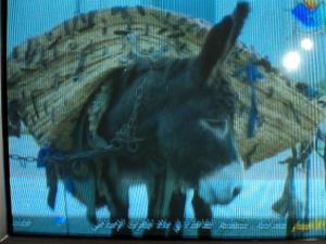 LES ANES SONT TOUJOURS ACTIFS ET SILLONNENT TOUJOURS LES ROUTES ET LES ESCALIERS DE LA CASBAH D' ALGER POUR RAMASSER LES ORDURES MENAGERES.