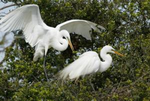 Environnement à Jijel: L’inquiétante prolifération des hérons garde-bœufs