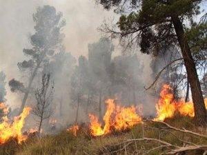 Algérie -  SOS: Flore et faune en détresse