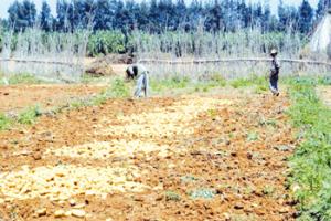Algérie - Une grave crise de main-d’œuvre menace l’agriculture: Péril sur les champs