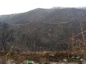 Face à l’ampleur de la catastrophe:  L’APW de Tizi Ouzou organise une session sur les feux de forêt