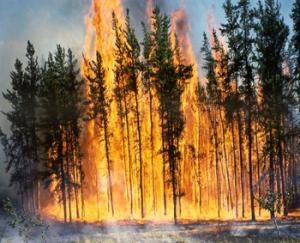 El Milia (Jijel): le patrimoine forestier part en fumée