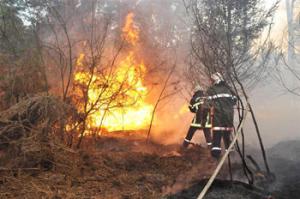 Feux de forêts à Sidi Bel Abbès: Un désastre écologique!
