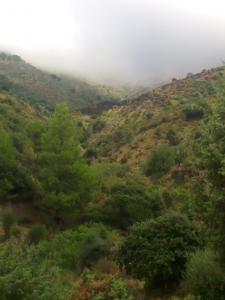 agouillal(ighzer hellil)