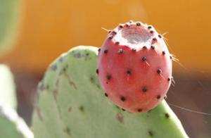 Debdaba (Mostaganem) -  La figue de barbarie au centre d’un séminaire