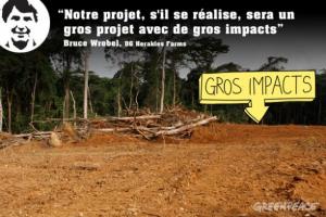 Afrique - Cameroun: comment Herakles Farms veut nous faire croire que le développement passe par la destruction de la forêt