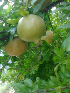 GRENADIER(agouillal)