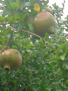 GRENADIER(agouillal)