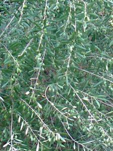 les oleiviers(agouillal)