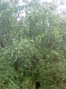 les oleiviers(agouillal)