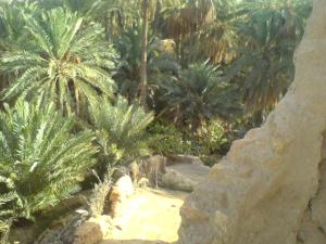 palmeraies de ferkane