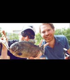 Planète - Un piranha retrouvé dans le canal Saint-Martin à Paris