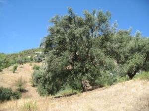 Krima en automne 2012