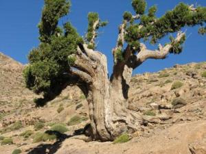 Espèce rare de la famille des Cupressacées:  Le genévrier thurifère menacé dans les Aurès
