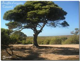 Oran - Les citoyens se mobilisent: La forêt de Canastel menacée par le béton