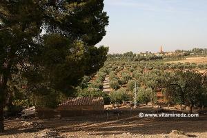 Oliviers au lieu Dit Ain Dehb, Mansourah