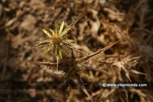 Fleur et épines sauvages