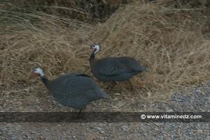 Pintades de numidie élevées dans une ferme de Mansourah