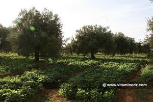 Au pied des oliviers, culture de poivron à Mansourah