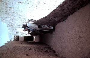 l'intérieur de la ville sainte