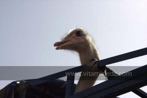 Autruche, Waada de Sidi Khelifa, El Khaiter wilaya d\'El Bayadh