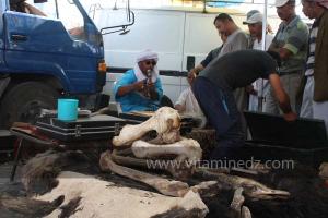 Guerisseur ventant les produits d\'autruche à la Waada de Sidi Khelifa, El Khaiter wilaya d\'El Bayadh