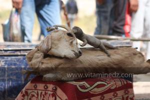 Guerisseur avec ses produits animaliers à la Waada de Sidi Khelifa, El Khaiter wilaya d\'El Bayadh