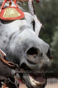 Cheval Barde, Waada de Sidi Khelifa, El Khaiter wilaya d\'El Bayadh