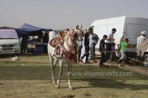 Cheval Barde Waada de Sidi Khelifa, El Khaiter wilaya d\'El Bayadh