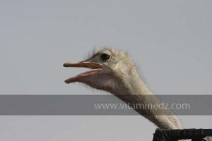 Autruche, Waada de Sidi Khelifa, El Khaiter wilaya d\'El Bayadh