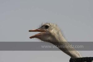 Autruche, Waada de Sidi Khelifa, El Khaiter wilaya d\'El Bayadh