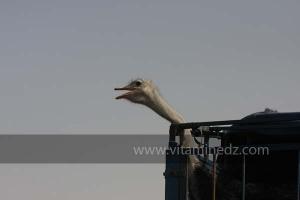 Waada de Sidi Khelifa, El Khaiter wilaya d\'El Bayadh