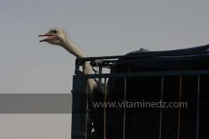 Autruche, Waada de Sidi Khelifa, El Khaiter wilaya d\'El Bayadh