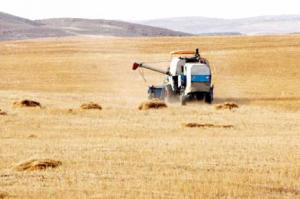 Une reconstitution des stocks de blé qui coûtera cher à l’Algérie