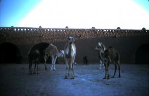 ADRAR ET SES DROMADAIRES