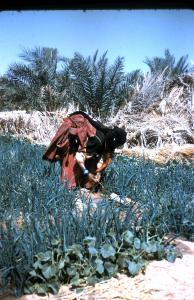 KERZAZ ET SES JARDINS