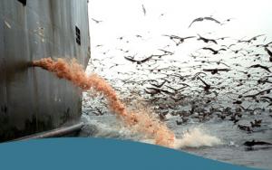 PÊCHE INDUSTRIELLE -  Les chalutiers industriels s’apprêtent à piller l’océan Arctique.